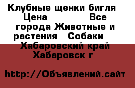 Клубные щенки бигля › Цена ­ 30 000 - Все города Животные и растения » Собаки   . Хабаровский край,Хабаровск г.